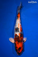 12.75" KIN SHOWA