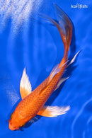 5.5" ORENJI OGON BUTTERFLY