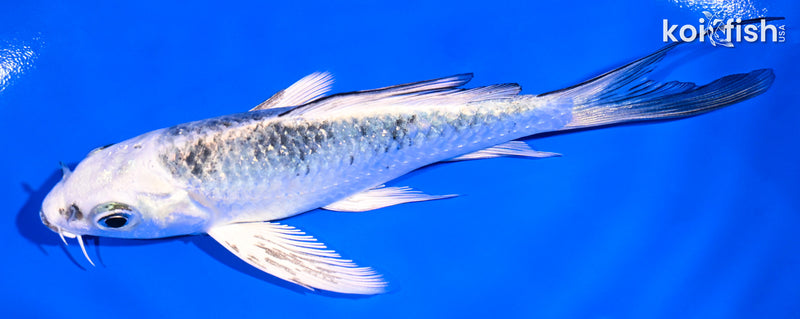 5" GIN SHIRO BEKKO BUTTERFLY