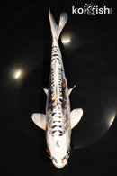 10.5" BENI KIKOKURYU