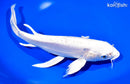 10" DOITSU PLATINUM OGON BUTTERFLY
