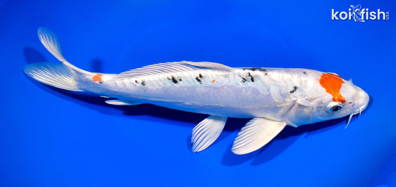 11.25" HEISEI NISHIKI