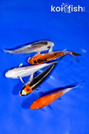 PACK OF (5) 3.25-3.75" STANDARD KOI