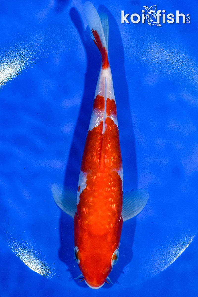 8" GINRIN KOHAKU