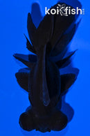 4.5" BLACK MOOR GOLDFISH