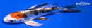 5.25" HEISEI NISHIKI BUTTERLFY