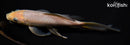 6.75" SORAGOI BUTTERFLY