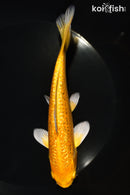 6" GINRIN YAMABUKI OGON