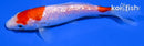 4.5" GINRIN KOHAKU