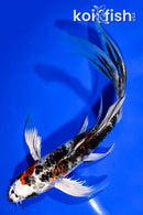 8.25" YAMATO NISHIKI BUTTERFLY