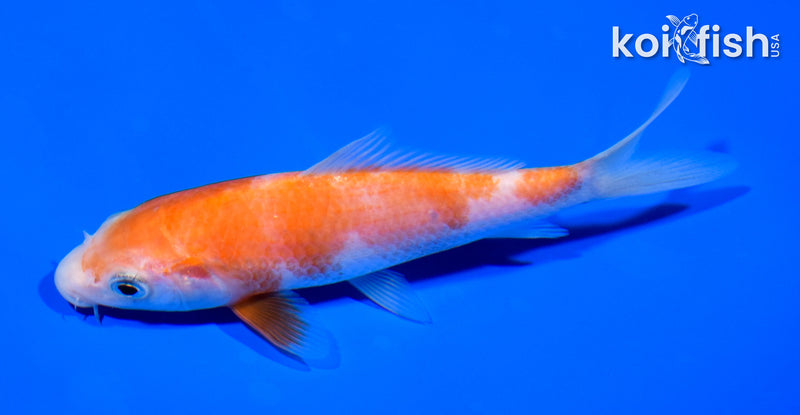 5.25" KOHAKU