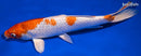 9.75" HARIWAKE