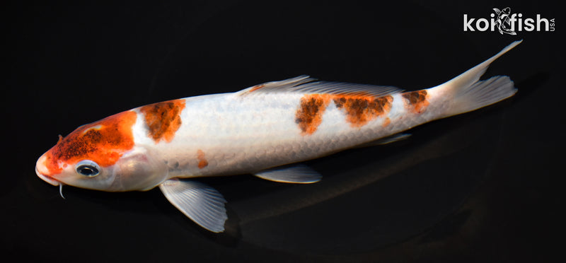 7.75" GOROMO