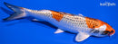 6.25" KUJAKU