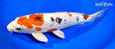 12.25" LEATHER HEISEI NISHIKI