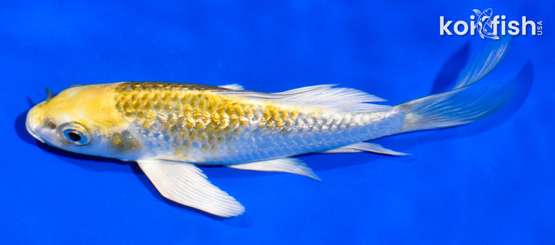 5" GINRIN KUJAKU BUTTERFLY