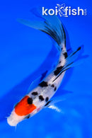 6" TANCHO SANKE BUTTERFLY