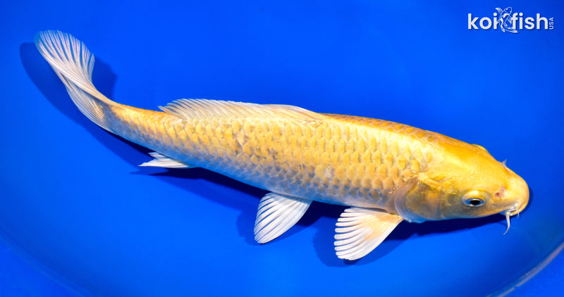 11.75" YAMABUKI OGON