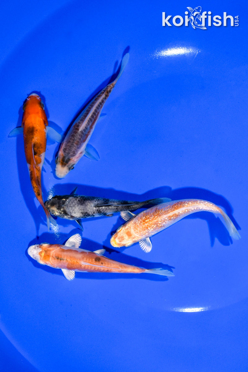 PACK OF (5) 3.5"-3.75" STANDARD KOI