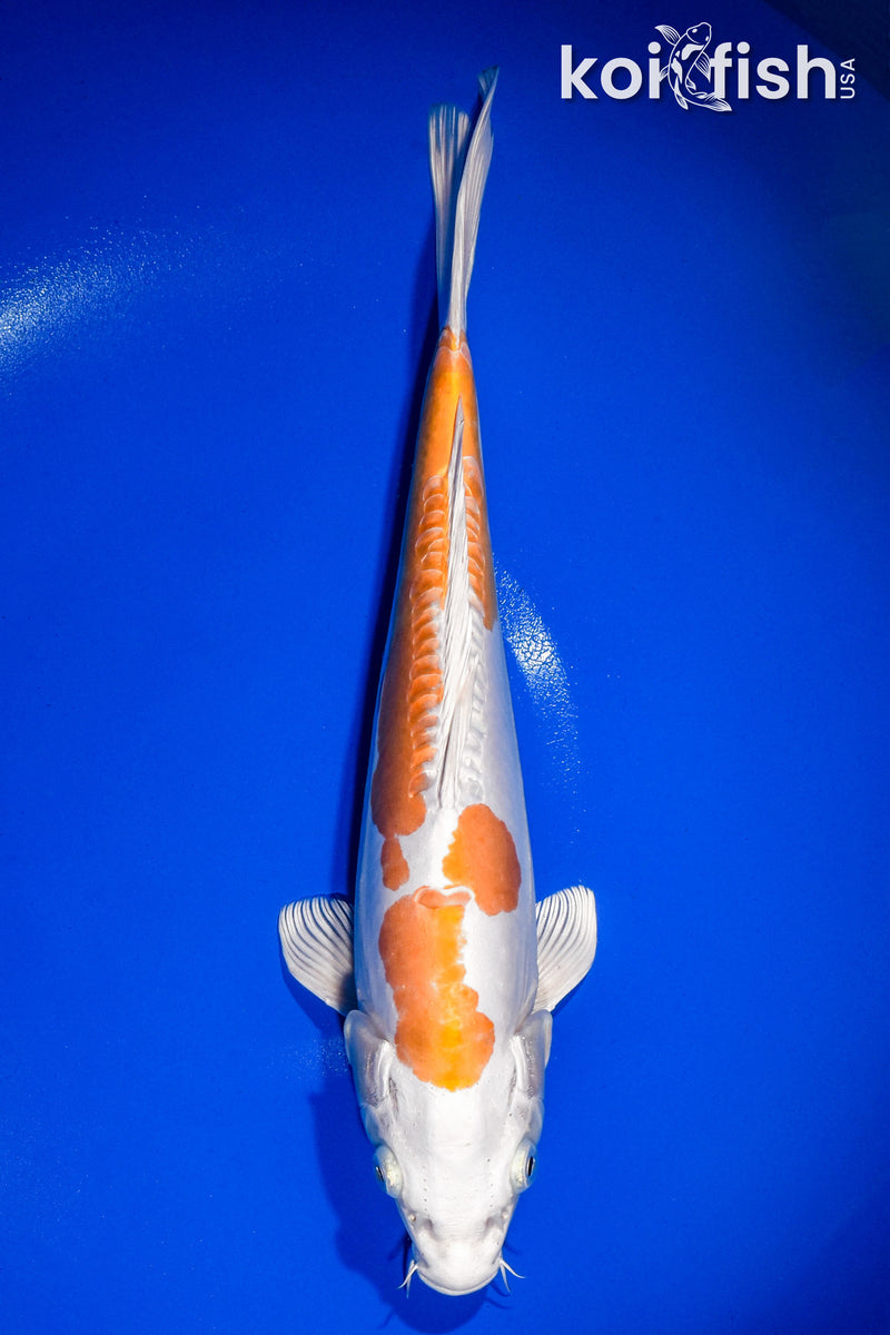 13" KIKUSUI