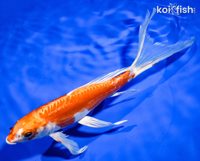 8.5" KIKUSUI BUTTERFLY