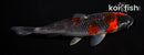 5.75" GOSHIKI