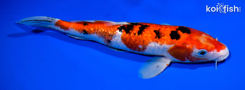 11.5" GINRIN SANKE