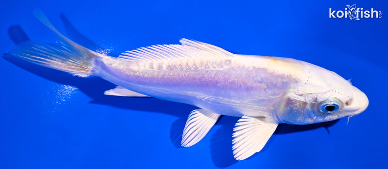 5.25" DOITSU LEMON HARIWAKE