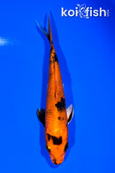 6" KIN HI UTSURI