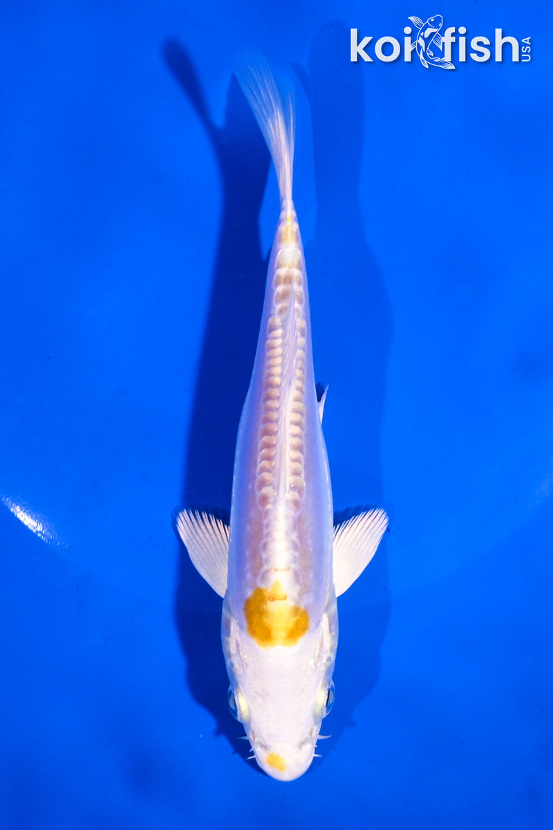 5.5" DOITSU LEMON HARIWAKE