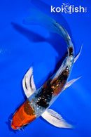 5" GINRIN YAMATO NISHIKI BUTTERFLY