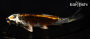 5.75" BENI GINGA