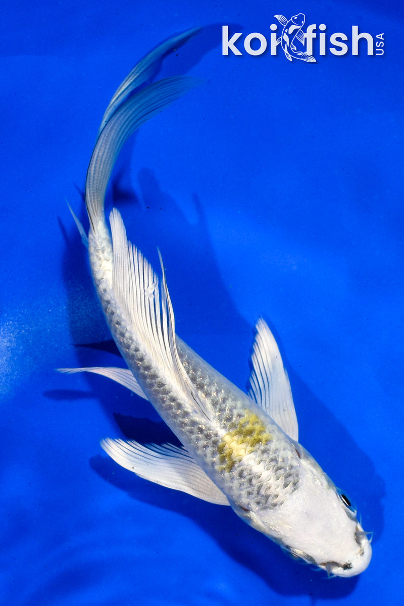 5.5" KUJAKU BUTTERFLY