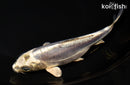 7.25" KIKOKURYU
