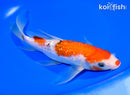 8.25" GINRIN SANKE BUTTERFLY