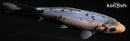 6.75" MATSUKAWABAKE