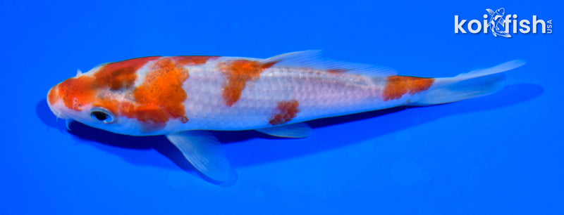 6" GOROMO