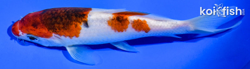 5.5" GOROMO