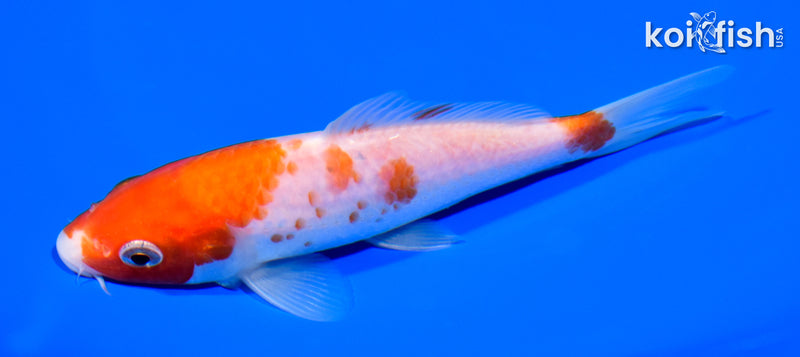5.25" KOHAKU