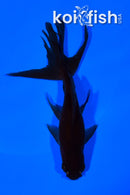 5.5" WATONAI GOLDFISH