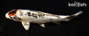 6.75" GINRIN YAMATO NISHIKI