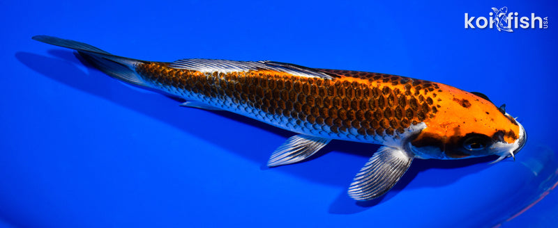 8.75" BENI GINGA