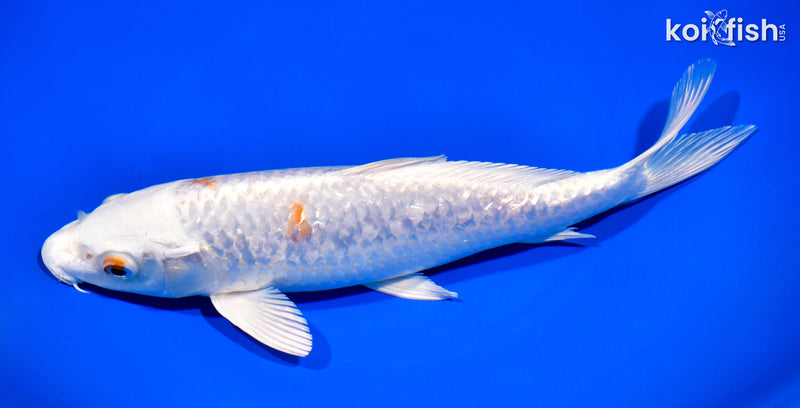 8.75" GINRIN HARIWAKE