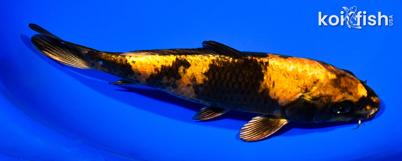 7.5" KIN KI UTSURI