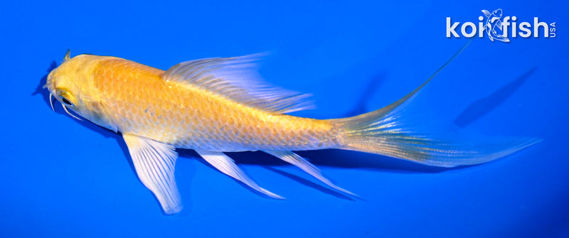 4.5" GINRIN YAMABUKI OGON