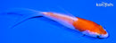 4" KOHAKU BUTTERFLY
