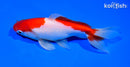 5.25" SARASA WAKIN GOLDFISH
