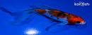 5" SANKE BUTTERFLY