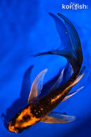 6.25" ARAGOKE BENI KIKOKURYU BUTTERFLY