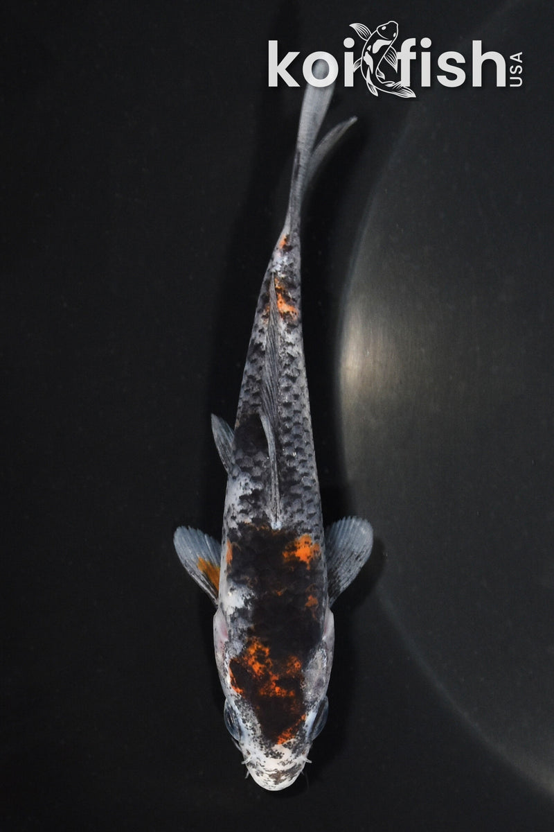 4.25" KAGE SHOWA